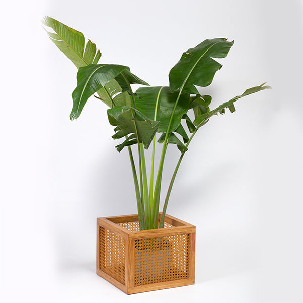 Luxury handcrafted cane box with natural wood finish - The Leaf Crafts